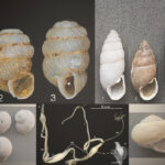 Phaselis’ Land Snails