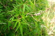 Karahayıt’ta (Denizli) Hayıt Ağacının (Vitex agnus-castus L.)  Geleneksel Kullanımı