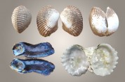 Phaselis Antik Kenti Egzotik Bivalvia Türleri