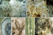 Turizmin Vazgeçilmezi Arkeolojik Eserlerde Fungal Korozyon