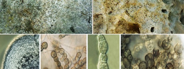 Turizmin Vazgeçilmezi Arkeolojik Eserlerde Fungal Korozyon: Phaselis Örneği