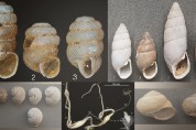 Phaselis’ Land Snails