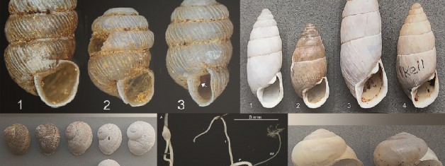 Phaselis’ Land Snails