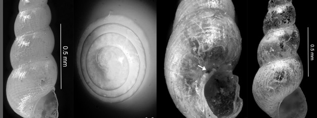 Two Rare Marine Gastropods from the Shores of Phaselis (Gulf of Antalya)
